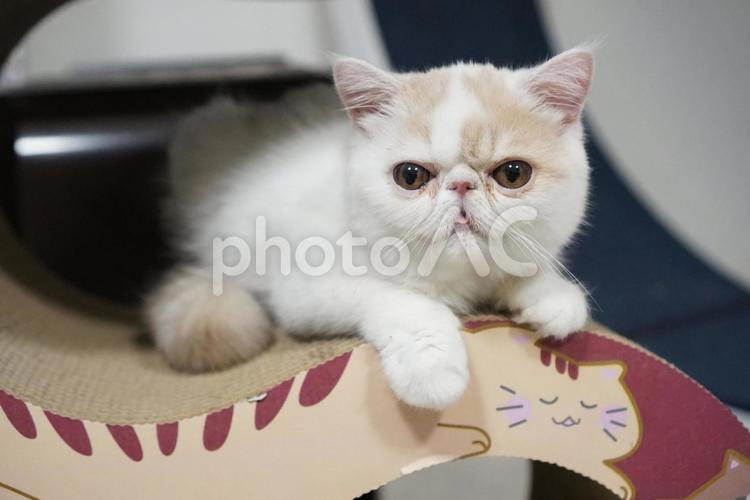エキゾチックショートヘアの子猫 猫,子猫,ネコの写真素材