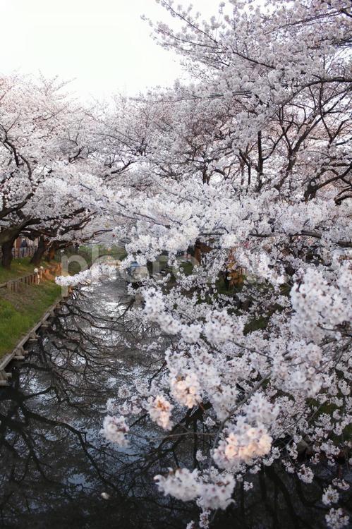新河岸川と桜 桜,春,ソメイヨシノの写真素材