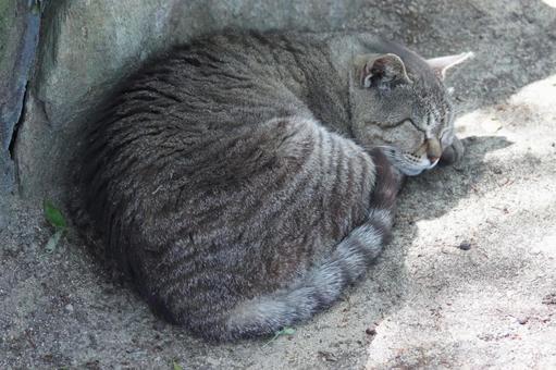 ねこ ねこ にゃんこ,可愛い,野良猫の写真素材