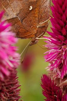 ケイトウの蜜を吸うタテハ蝶 ケイトウの蜜を吸うタテハ蝶の写真