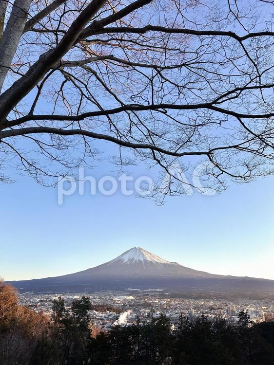 冬の木と朝の富士山 富士山,自然,風景の写真素材