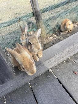 rabbit, JPG