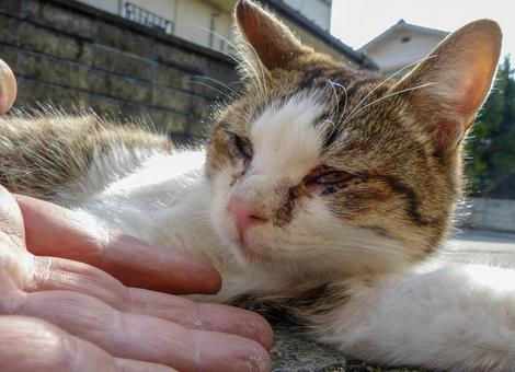 猫 猫 猫,生き物,動物の写真素材