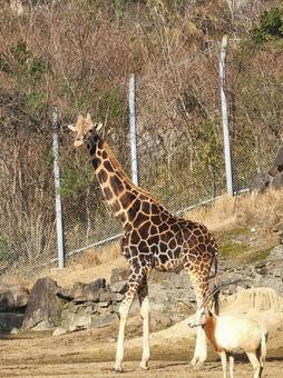 キリンとシロオリックス キリンとシロオリックスの写真