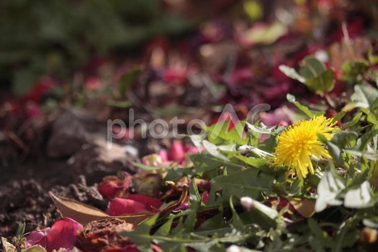 たんぽぽとバラ3 バラ,たんぽぽ,植物の写真素材