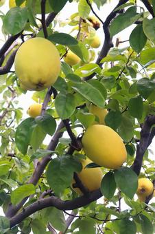 カリンの実 カリン,実,果実の写真素材