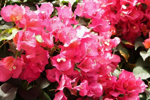 ブーゲンビリア④ 熱帯花木 ブーゲンビリア④ 熱帯花木 ブーゲンビリア,ミステリアス,陰影の写真素材
