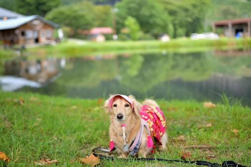 高原の池と犬 高原の池と犬の写真