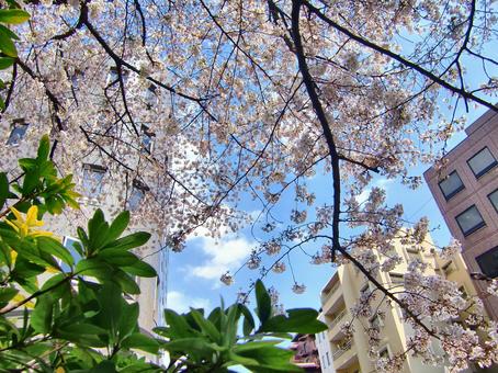 桜の季節-11 桜の季節-11 桜,木,幹の写真素材