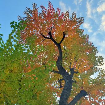 紅葉のはじまり 紅葉のはじまりの写真