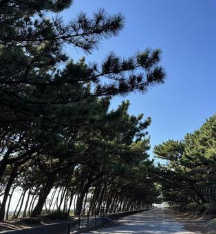 松林と青空の遊歩道の風景 松林と青空の遊歩道の風景の写真