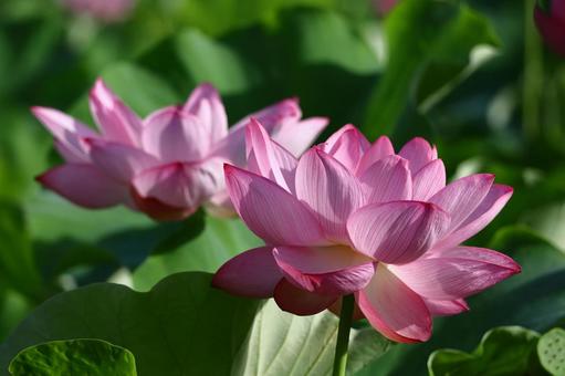神聖な花 神聖な花の写真