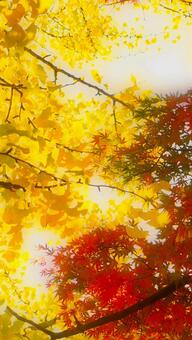 希望の光 紅葉,もみじ,希望の写真素材