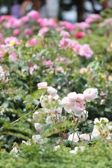 Rose Garden, JPG Rose Garden, JPG