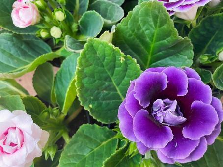 紫色のグロキシニアと淡いピンクのつぼみ グロキシニア,シンニンギア,花の写真素材