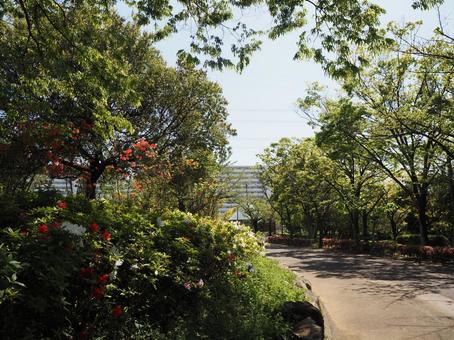 春のなぎさ公園・散歩道のツツジ・江戸川区 春のなぎさ公園・散歩道のツツジ・江戸川区 春,ツツジ,花の写真素材