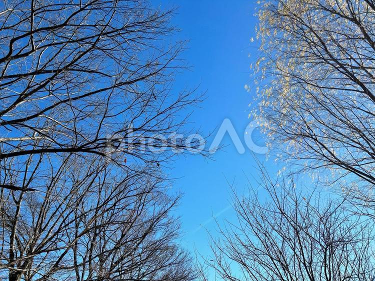 冬の空と木 枯れ木,空,風景の写真素材