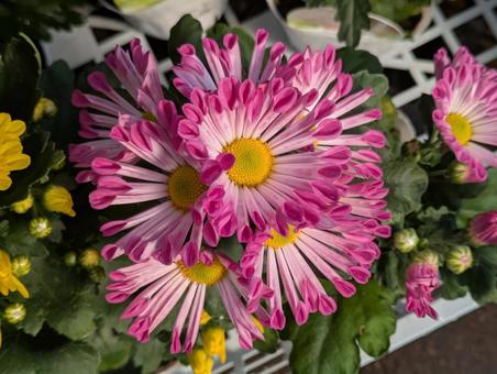 ピンクの菊の花 ピンクの菊の花 菊,花,flowerの写真素材