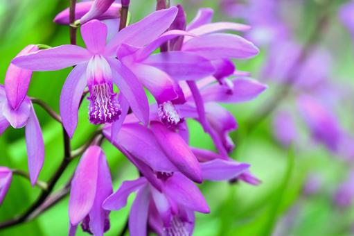 シランの花 シランの花 の写真