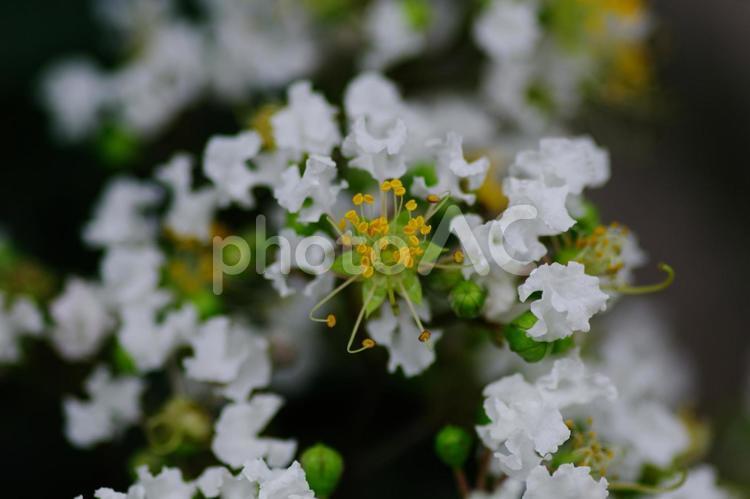 サルスベリの花が咲き出した サルスベリ,百日紅,花の写真素材