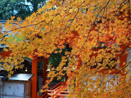 紅葉21 紅葉,もみじ,秋色の写真素材