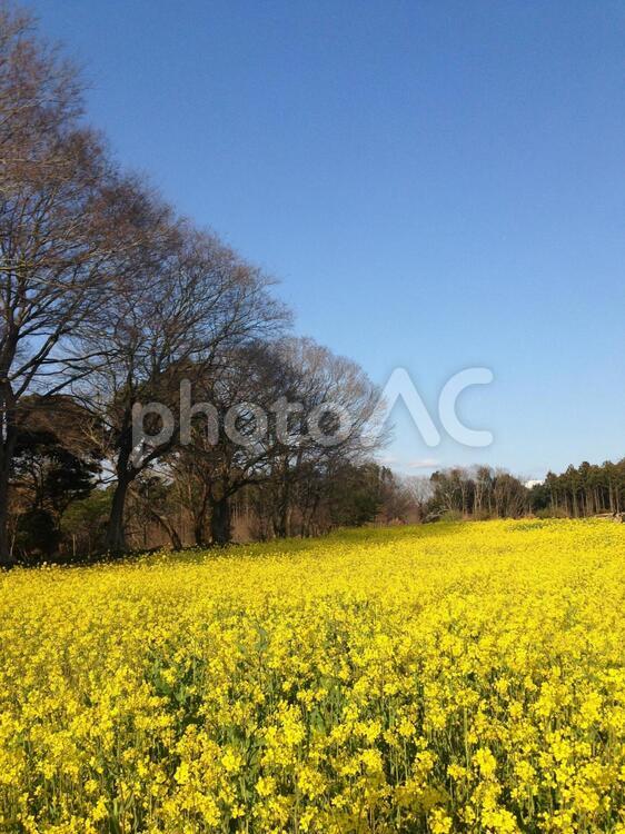 満開の菜の花と快晴 青空,菜の花,春の写真素材