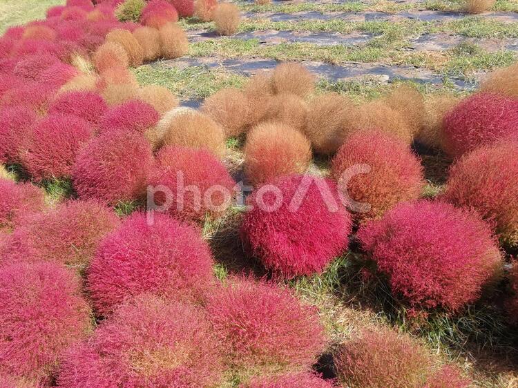 緩やかなカーブがキレイなコキアたち コキア,モフモフ,赤の写真素材