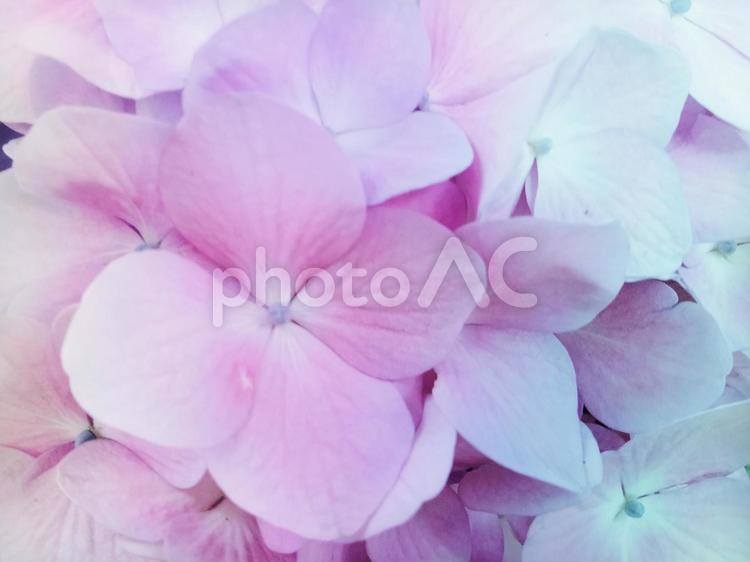 淡いピンクの紫陽花のクローズアップ背景 あじさい,アジサイ,淡いの写真素材