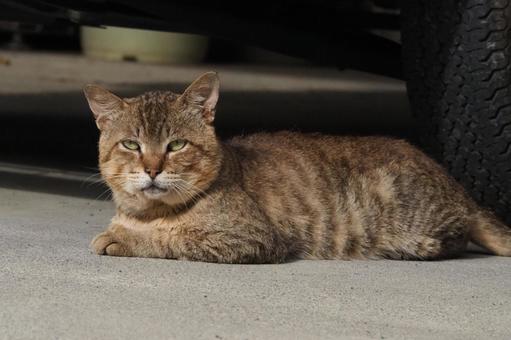 猫 猫,ネコ,catの写真素材