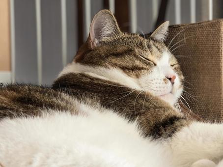 まどろむ猫 猫,ネコ,ペットの写真素材