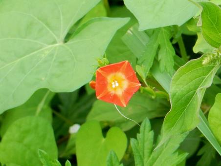 【花の写真】 マルバルコウソウ 【花の写真】 マルバルコウソウ マルバルコウソウ,丸葉縷紅草,花の写真素材