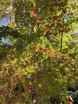 初紅葉 初紅葉,もみじ,紅葉の写真素材