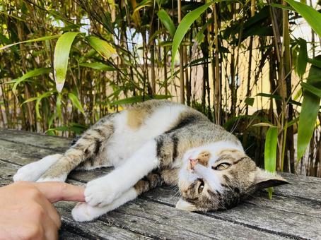 ゴローん猫ちゃんの写真