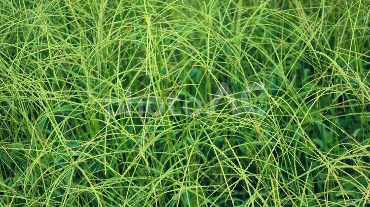 植物テキスタイル背景　メヒシバ メヒシバ,葉,雑草の写真素材