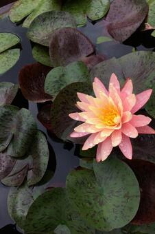 濃い葉の中で咲く美しいグラデーション睡蓮 睡蓮,スイレン,花の写真素材