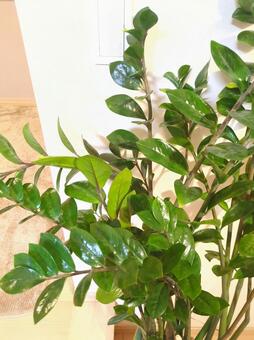 大型観葉植物　ザミオクルカス　7号鉢 大型観葉植物,ザミオクルカス,リビングの写真素材