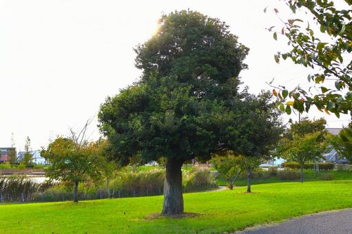 上総更級公園に植えられた「綺麗な椎の木」の写真