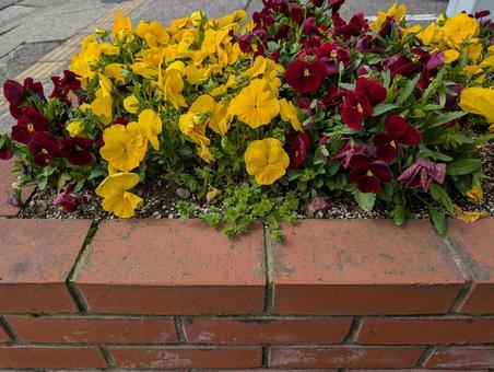 Pansy flowerbed, JPG Pansy flowerbed, JPG