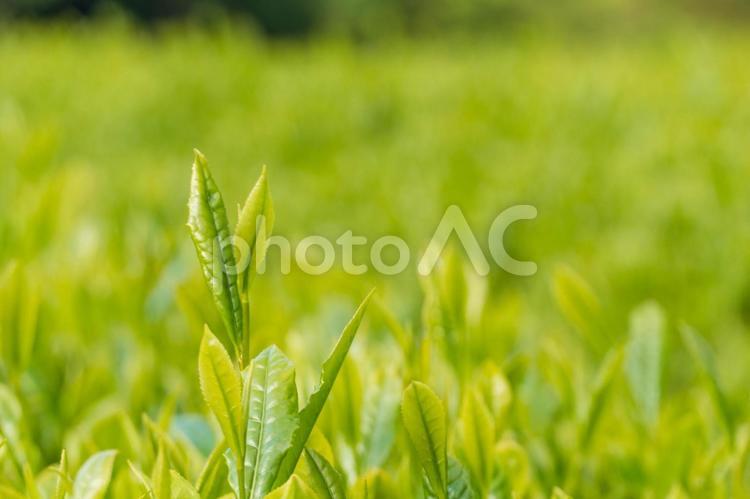 萌黄色の新芽　お茶の葉 茶葉,茶,茶畑の写真素材