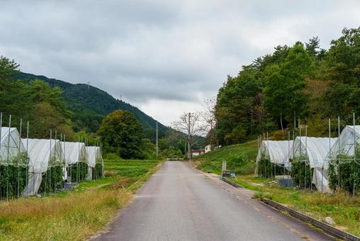 秋の農道　ビニールハウス 農道,秋,ビニールハウスの写真素材