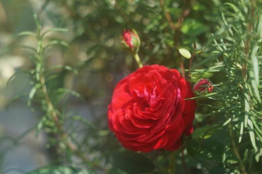薔薇 薔薇の写真