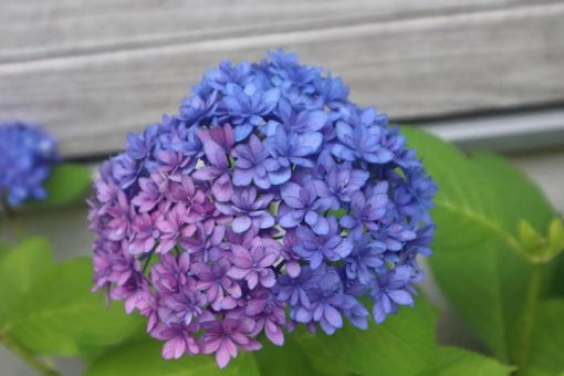 カラフル紫陽花 カラフル紫陽花の写真