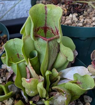 食虫植物 食虫植物の写真
