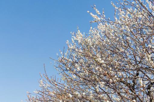 青空に映える満開の白梅 梅,迎春,梅の花の写真素材