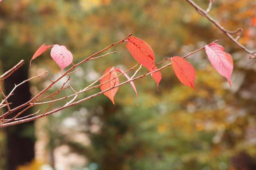 真っ赤な木の葉 紅葉,葉,木の葉の写真素材