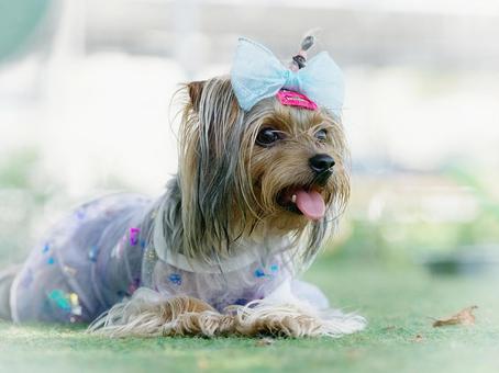 可愛いヨーキー① 可愛いヨーキー① 犬,ヨーキー,ヨークシャテリアの写真素材