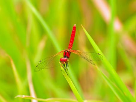 Photo, hachijotombo, dobsonfly (esp. species protohermes grandis), dragonfly, 
