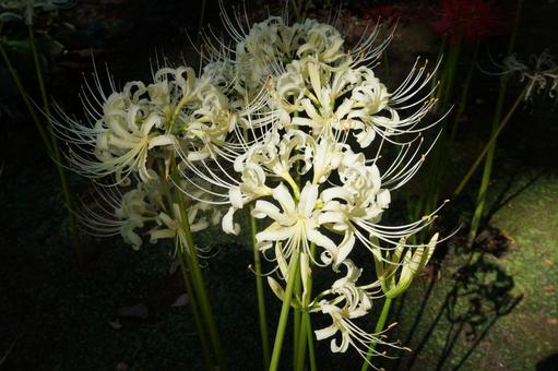 白い彼岸花 白い彼岸花 彼岸花,ヒガンバナ,曼珠沙華の写真素材