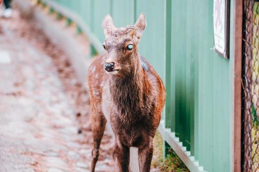片目が不自由な鹿です。 片目が不自由な鹿です。の写真