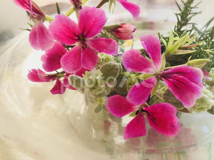 ハーブ  ゼラニウム 花,自然,何人もありませんの写真素材